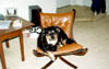 Becket in the Nashel's 70's chair